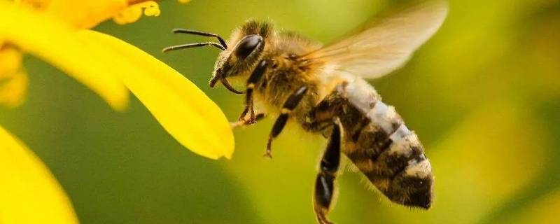 蜂子种类 有毒蜂子种类