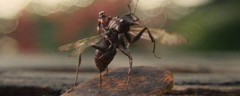蚂蚁为什么会长翅膀 蚂蚁为什么会长翅膀的资料