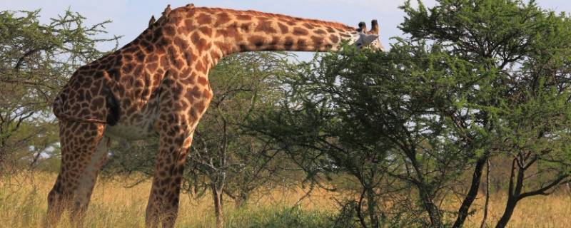 为什么长颈鹿的脖子那么长的作文 为什么长颈鹿的脖子那么长