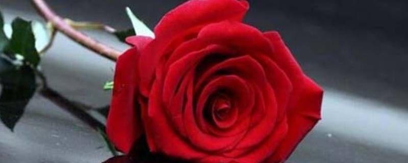 纹玫瑰花的含义 纹红玫瑰的寓意