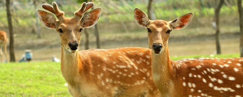 鹿是国家几级保护动物 梅花鹿是国家几级保护动物