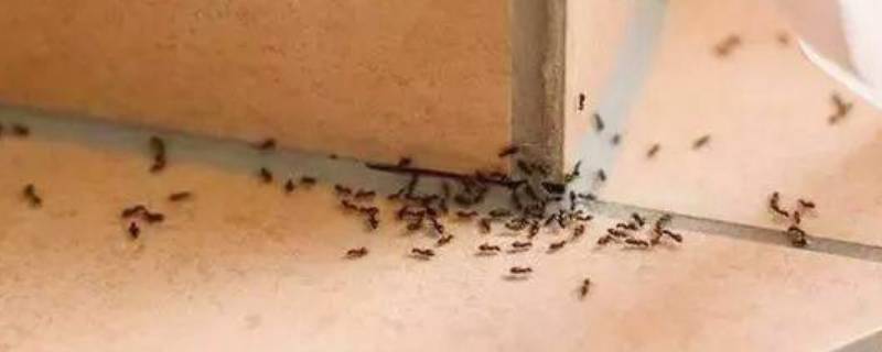 厨房为什么有蚂蚁 住六楼厨房为什么有蚂蚁