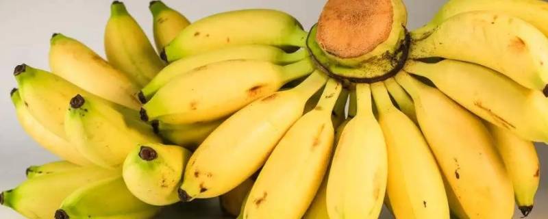 小米蕉和苹果蕉有啥区别吗 米蕉和苹果蕉的区别