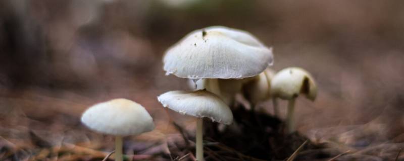 白色蘑菇有哪几种 白色蘑菇都有哪些