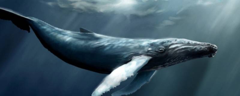 鲸鱼睡觉怎么呼吸 鲸鱼怎样呼吸