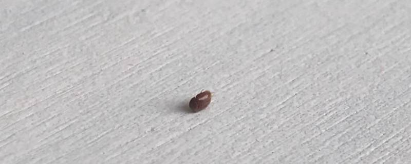 家里有褐色的小虫子很小很多怎么办 家里有细长褐色的虫子