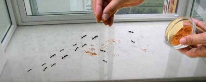 阳台上有蚂蚁怎么根除 阳台上有小蚂蚁怎么办消灭掉