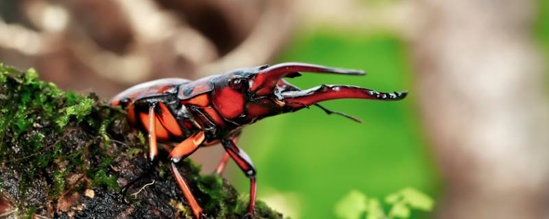 为什么家里会出现锹甲 锹甲虫为什么会出现在家里
