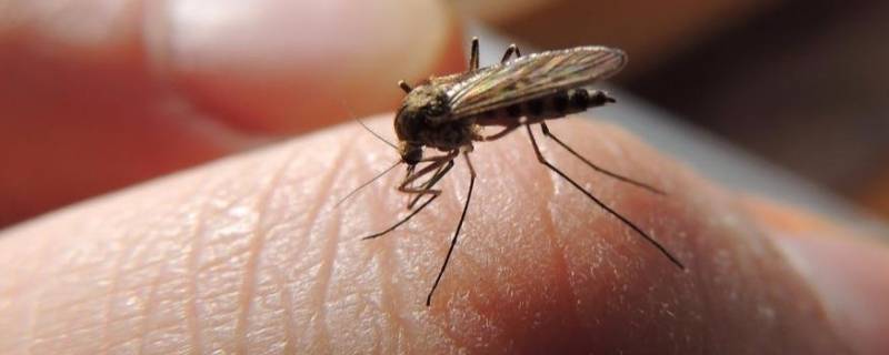 蚊子寿命这么短怎么过冬 蚊子的寿命那么短怎么熬过冬天