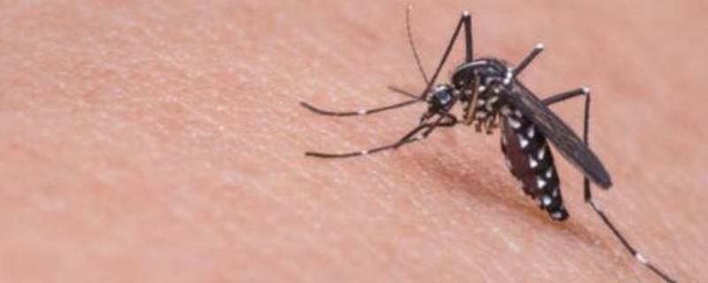 蚊子生存期多长 蚊子生命期多长