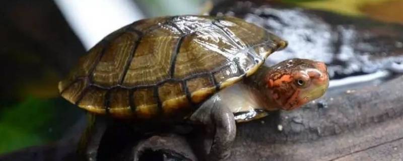 古时候对乌龟的雅称 龟在古代被称为什么