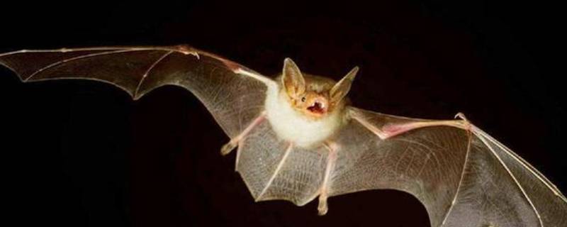 蝙蝠会往人身上飞吗 蝙蝠为什么会飞在人身上会怎么样