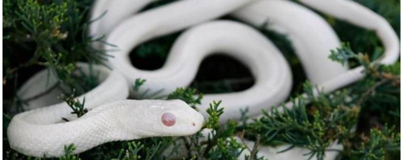 白色蛇是什么蛇 白色蛇是什么蛇笨蛇