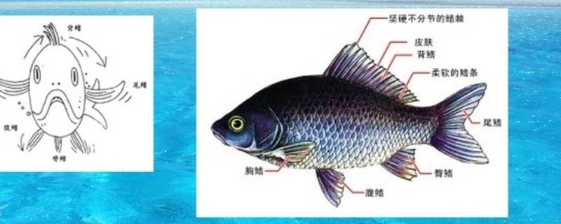 鱼鳍在哪个部位 鱼的各个鳍在身体的哪个部位