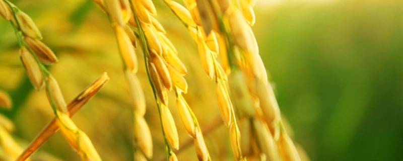 稻谷几月份收割 收割水稻几月份