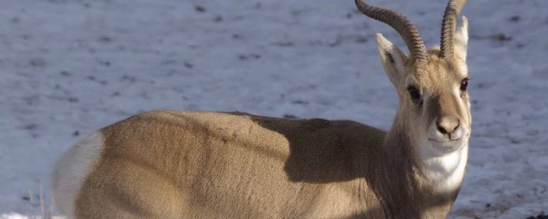 西藏黄羊是几级保护动物 黄羊是几级保护动物