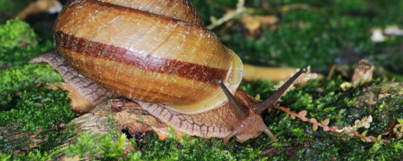 灰尖巴蜗牛有寄生虫吗 灰巴蜗牛有寄生虫吗