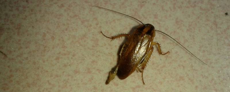 为什么家里会有蟑螂是怎么来的 家里怎么会有蟑螂呢?