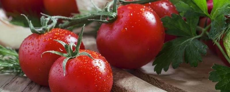 番茄一直长高要掐尖吗 西红柿长太高是要掐尖吗