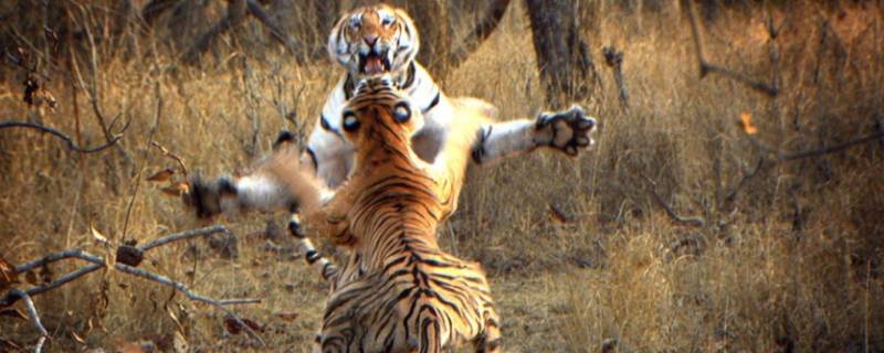 老虎的天敌是谁 老虎的天敌是谁呢