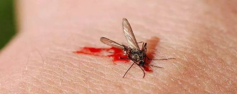 蚊子怕花露香水吗 蚊子怕花露水的气味吗