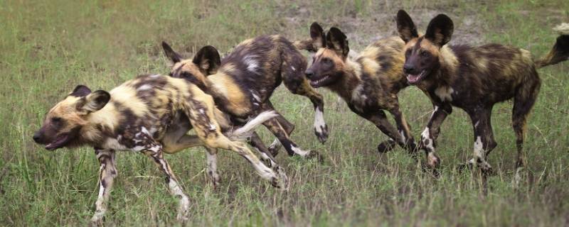 非洲野犬和鬣狗区别 非洲野犬与鬣狗的区别