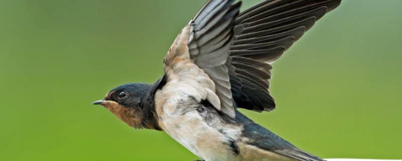小燕子吃什么食物能活 刚出生的小燕子吃什么食物能活