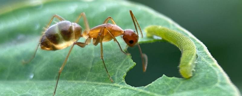 奇瑞小蚂蚁寿命 蚂蚁寿命
