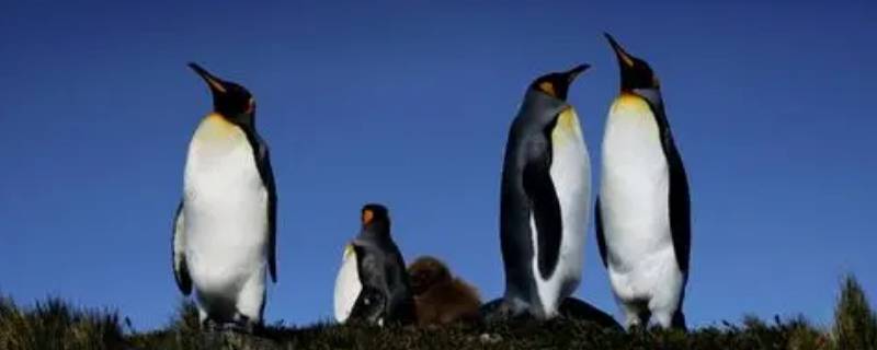 帝企鹅为什么是鸟类 帝企鹅为什么是鸟类中潜水最深的