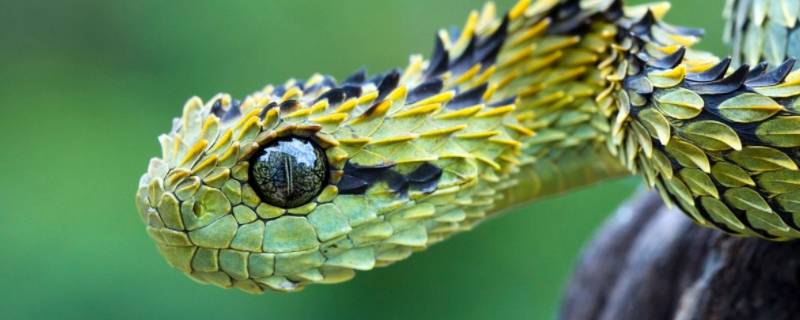 蛇怎么分辨公母 玉米蛇怎么分辨公母