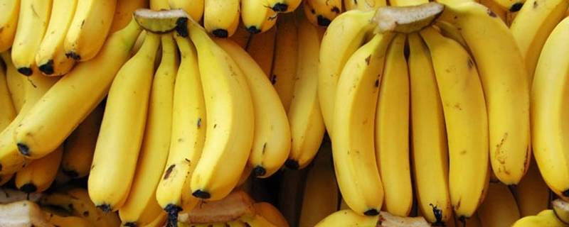 香蕉的种子是什么样子的 香蕉的种子是什么