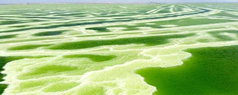察尔汗盐湖为什么是绿色的（察尔汗盐湖被称为什么）