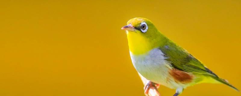 绣眼鸟是国家几级保护动物 绣眼鸟是国家保护鸟类吗