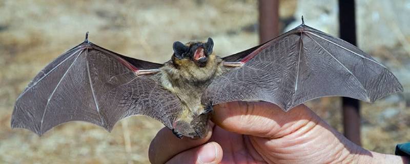 蝙蝠的繁殖方式是什么 蝙蝠的繁殖方式与人类一样吗