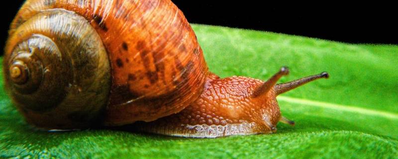 蜗牛有寄生虫吗 人工养殖的白玉蜗牛有寄生虫吗
