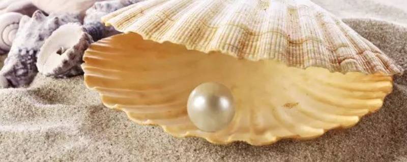 产珍珠的贝类叫什么（产珍珠的贝类叫什么拼音）