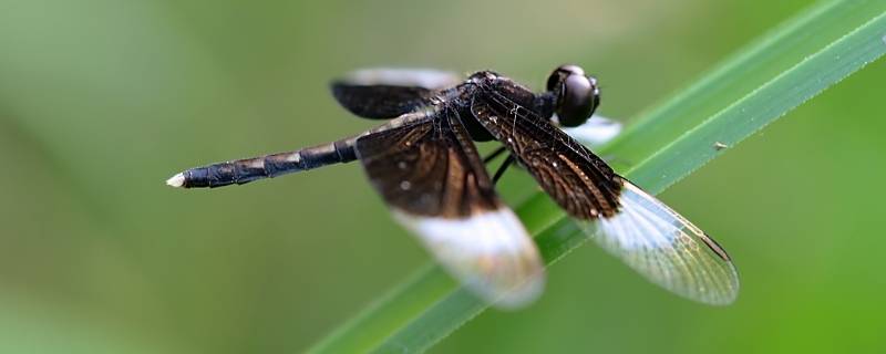 黑白色蜻蜓是什么品种 黑色蜻蜓是稀有品种吗