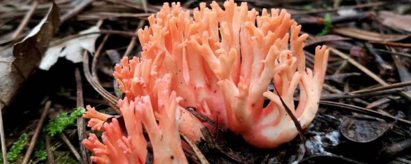 像珊瑚一样的菌菇是什么 与珊瑚菌很像的蘑菇