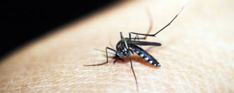 蚊子能活几天寿命 蚊子的寿命能活多少天