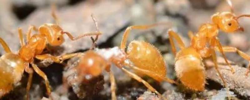 黄蚂蚁为什么会出现在家里 家中黄蚂蚁是什么原因
