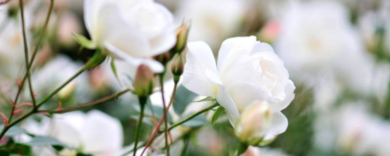 白玫瑰寓意是什么意思 白玫瑰寓意是啥