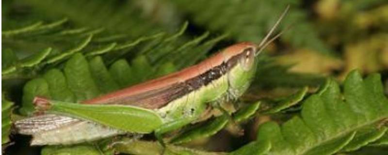 昆虫记灰蝗虫的特点和生活特征 昆虫记灰蝗虫的特点和生活特征繁衍方式