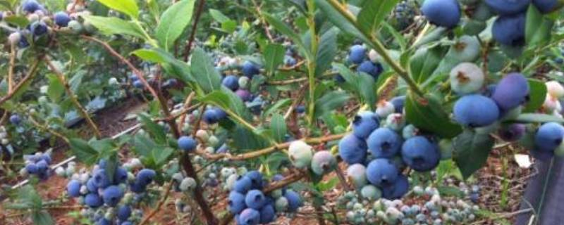 蓝莓长在树上还是地上（蓝莓是长在树上的还是长在地里的）