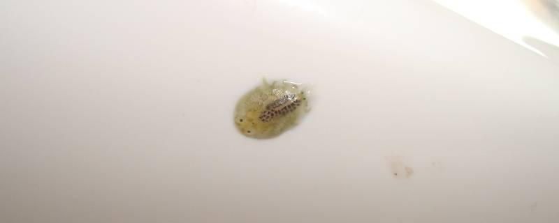 东京湾的虫子是什么 东京湾水里是什么虫