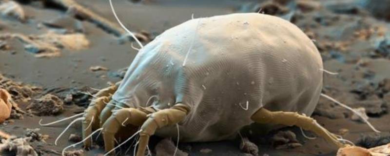 螨虫与细菌有区别吗 螨虫是虫子还是细菌