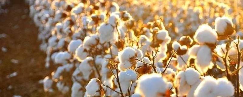 棉花具有哪两大特性 棉花的特点和作用是什么