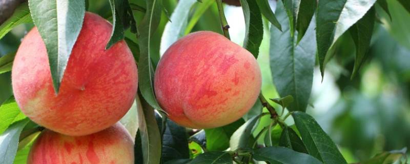 桃子的胚珠结构 桃子的胚珠发育成什么