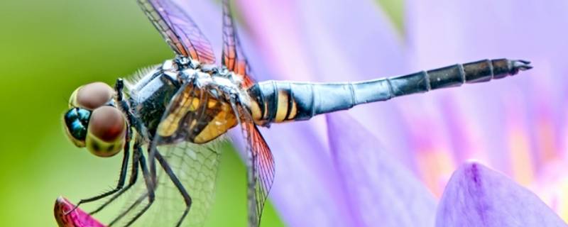 了解蜻蜓的知识 关于蜻蜓的知识有哪些