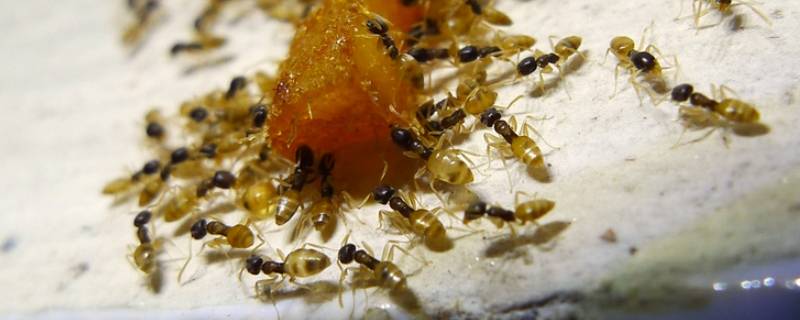 小黄蚂蚁是怎么产生的 非常小的黄蚂蚁