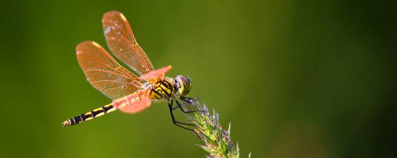蜻蜓飞行原理 蜻蜓飞行原理发明了什么